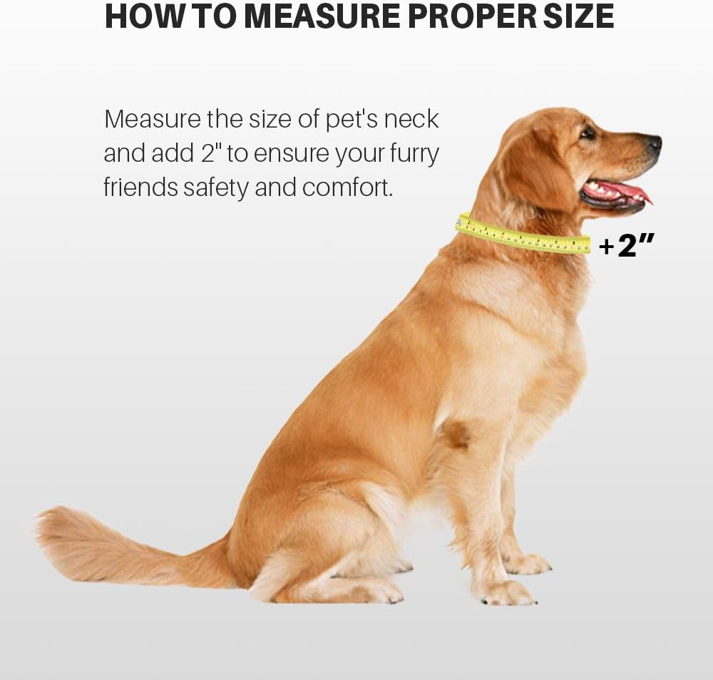 Pets Classic Regular Heavy Duty Nylon Dog Collar with Easy Attach and Removal Buckle. (Medium, Lime Green)