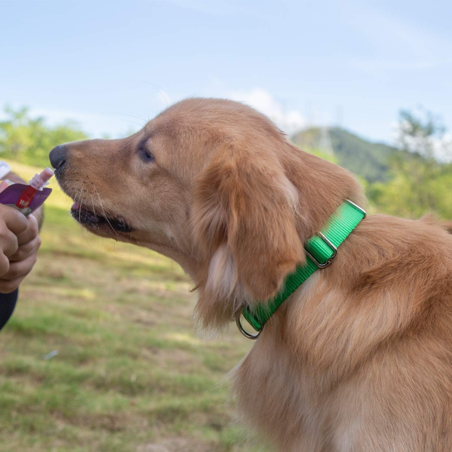 Pets Classic Regular Heavy Duty Nylon Dog Collar with Easy Attach and Removal Buckle. (Medium, Lime Green)