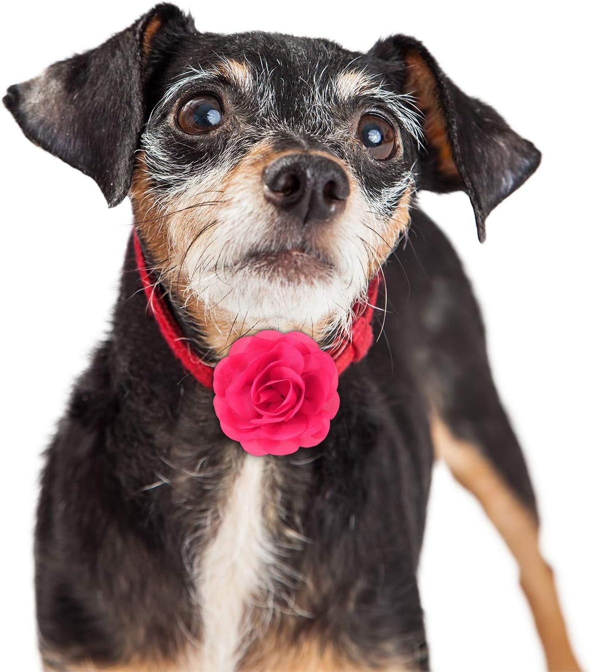 4 Pieces Dog Flower Bow Collar Multicolored Pet Bow Collar Dog Charms Flower Set for Puppy Dog Collar Cat Pet Grooming Accessories (Red, Bright Pink, Bright Yellow, Orange Pink)